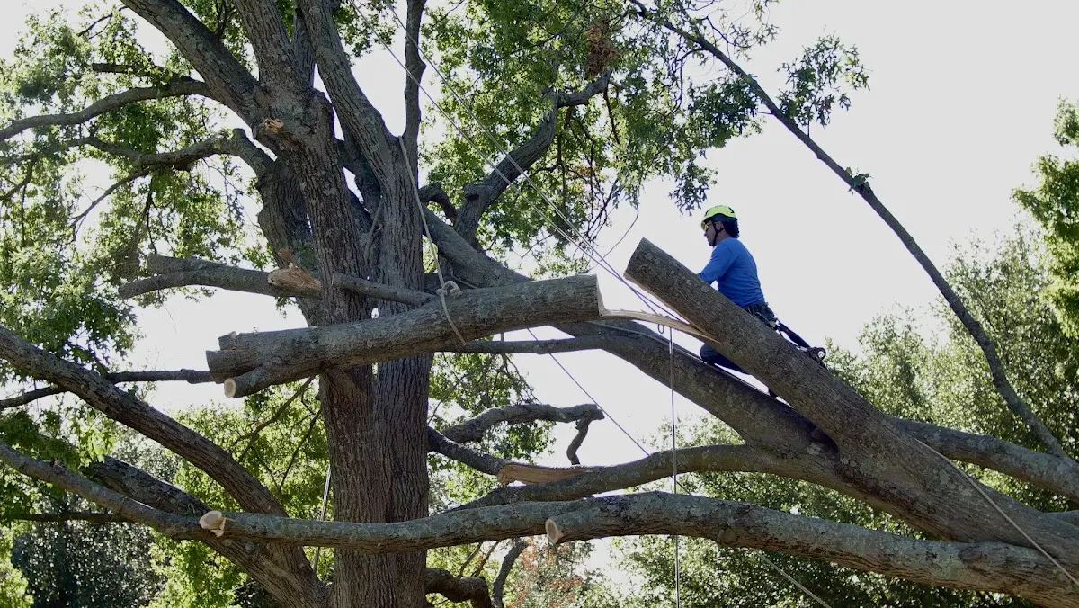 Professional Hazardous Tree Removal performed by certified arborists in Ridge