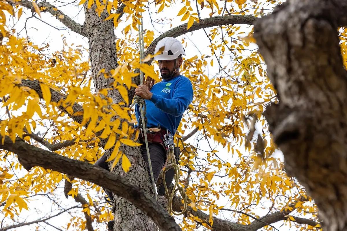 Skilled Tree Pruning crew working in Ridge
