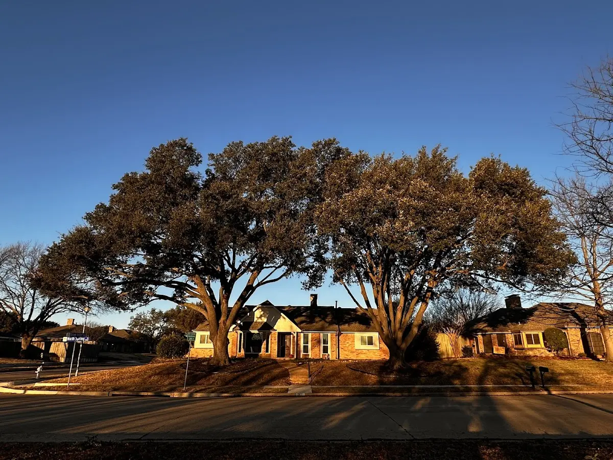Established residential canopy tree shading a home in Ridge